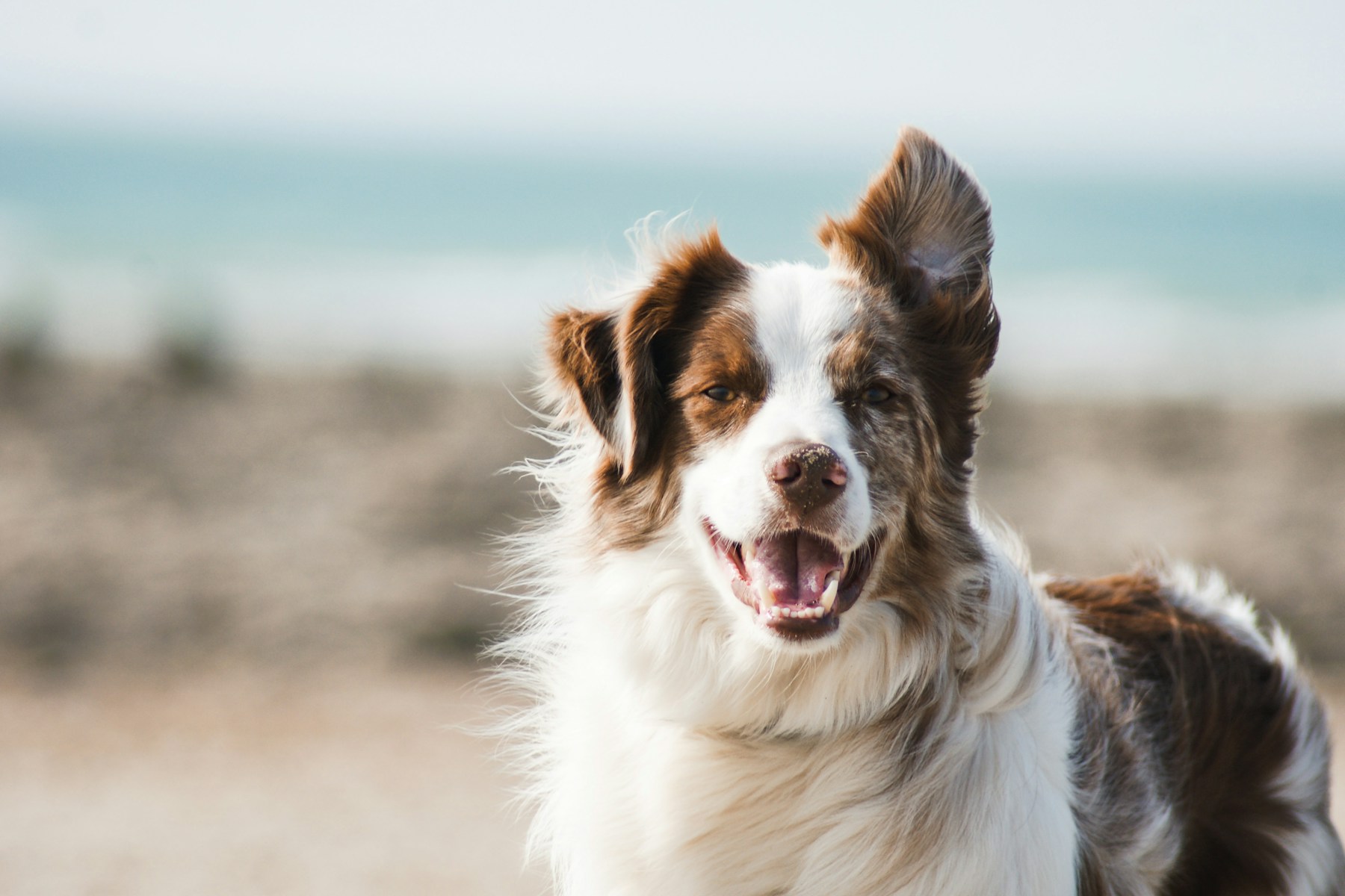 A beloved companion remembered with care