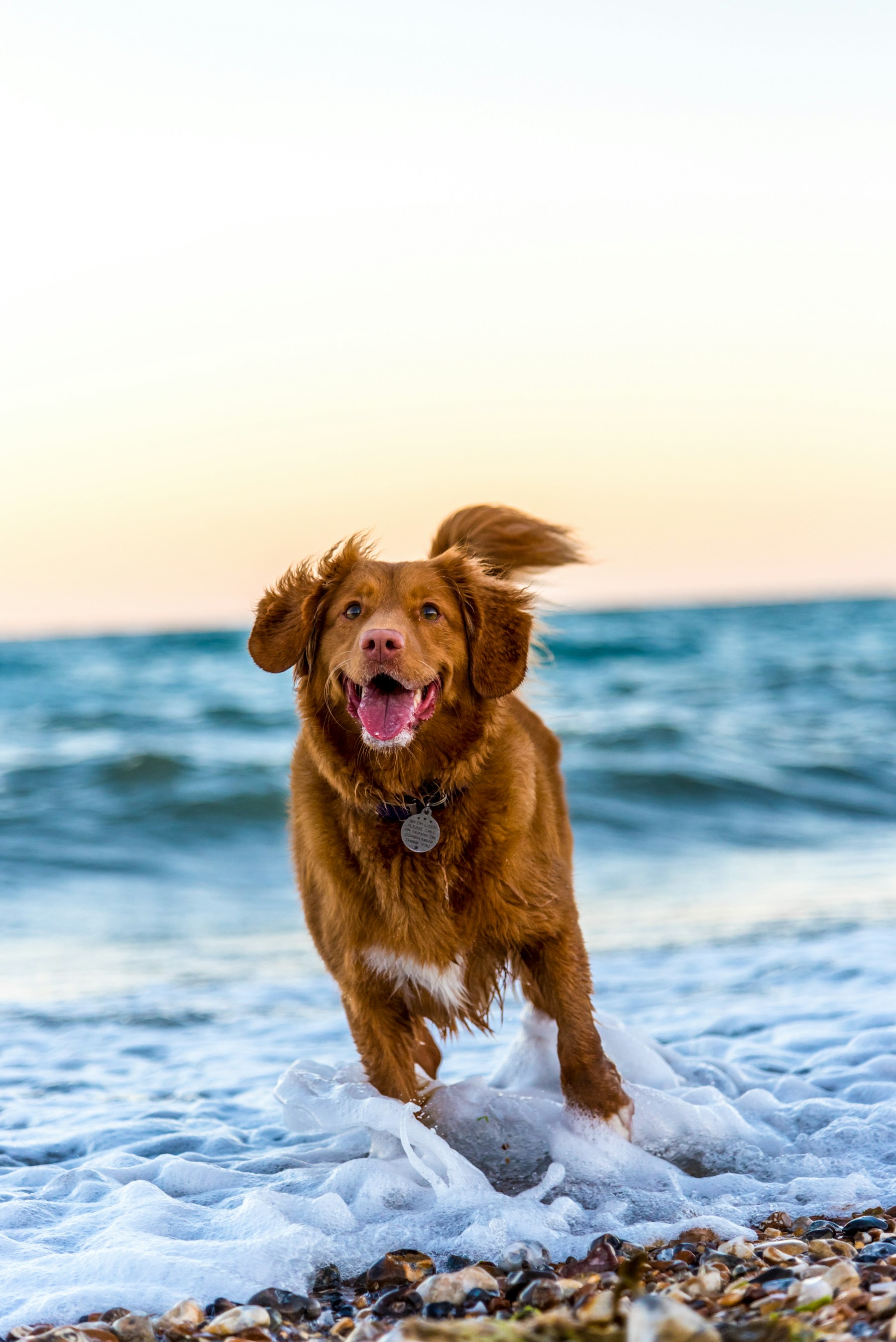 A beloved pet in a peaceful setting
